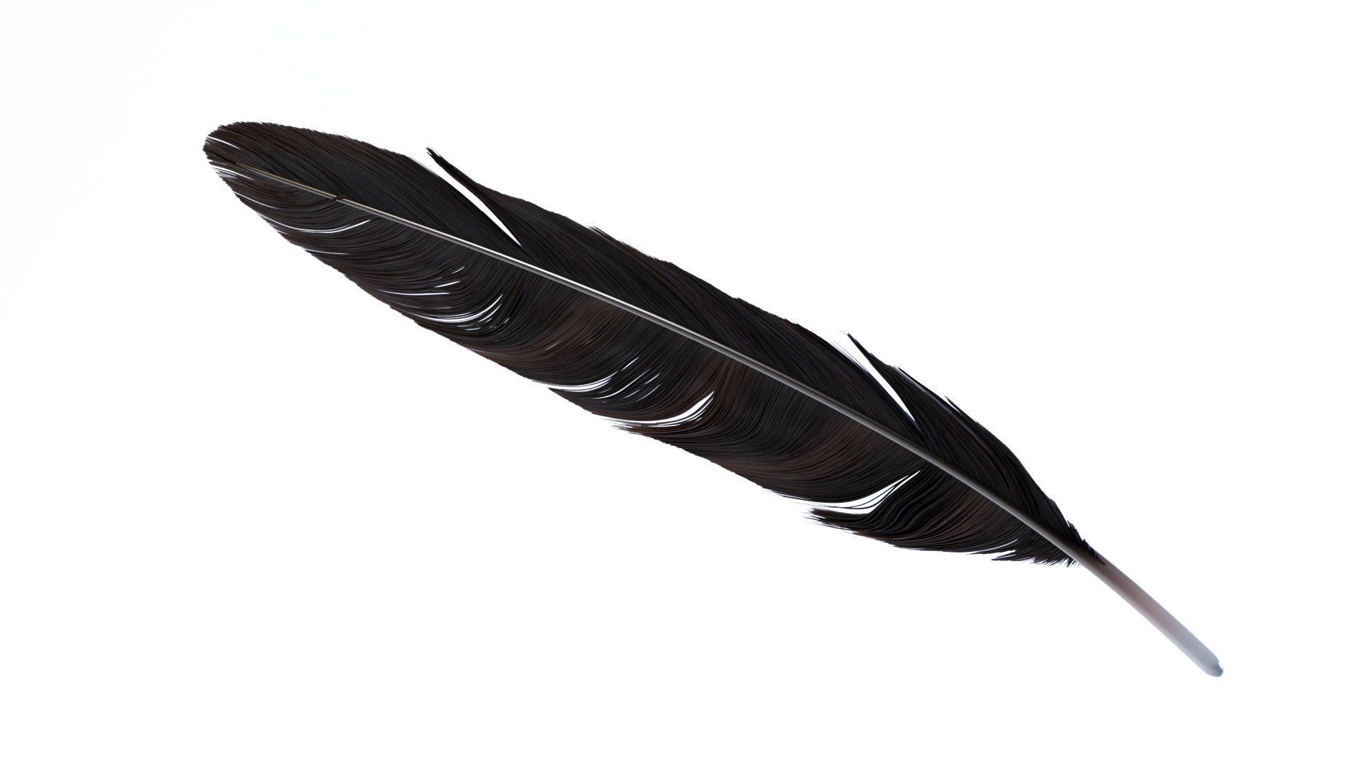 Crow Feather 3D model_5