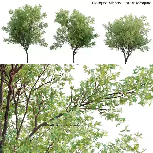 Prosopis Chilensis - Chilean Mesquite - Group 01 3D model
