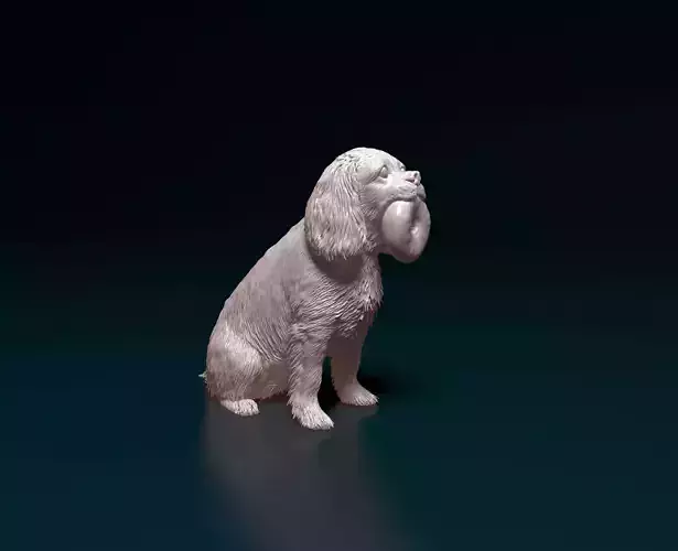 Cavalier King Charles Spaniel  3D print model