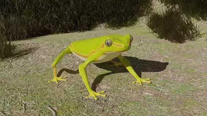 Tree frog