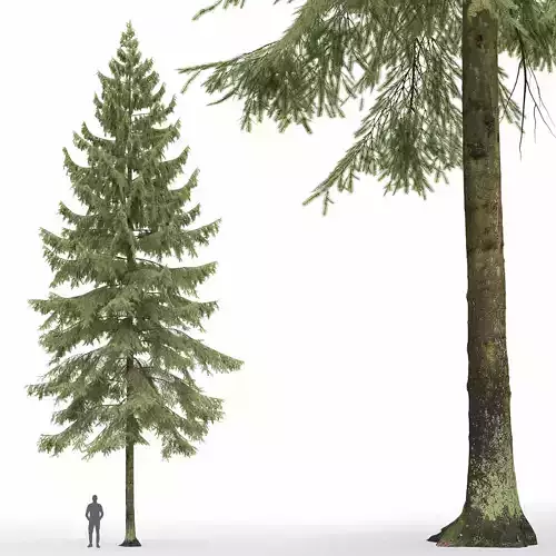 Spruce 04 3D model
