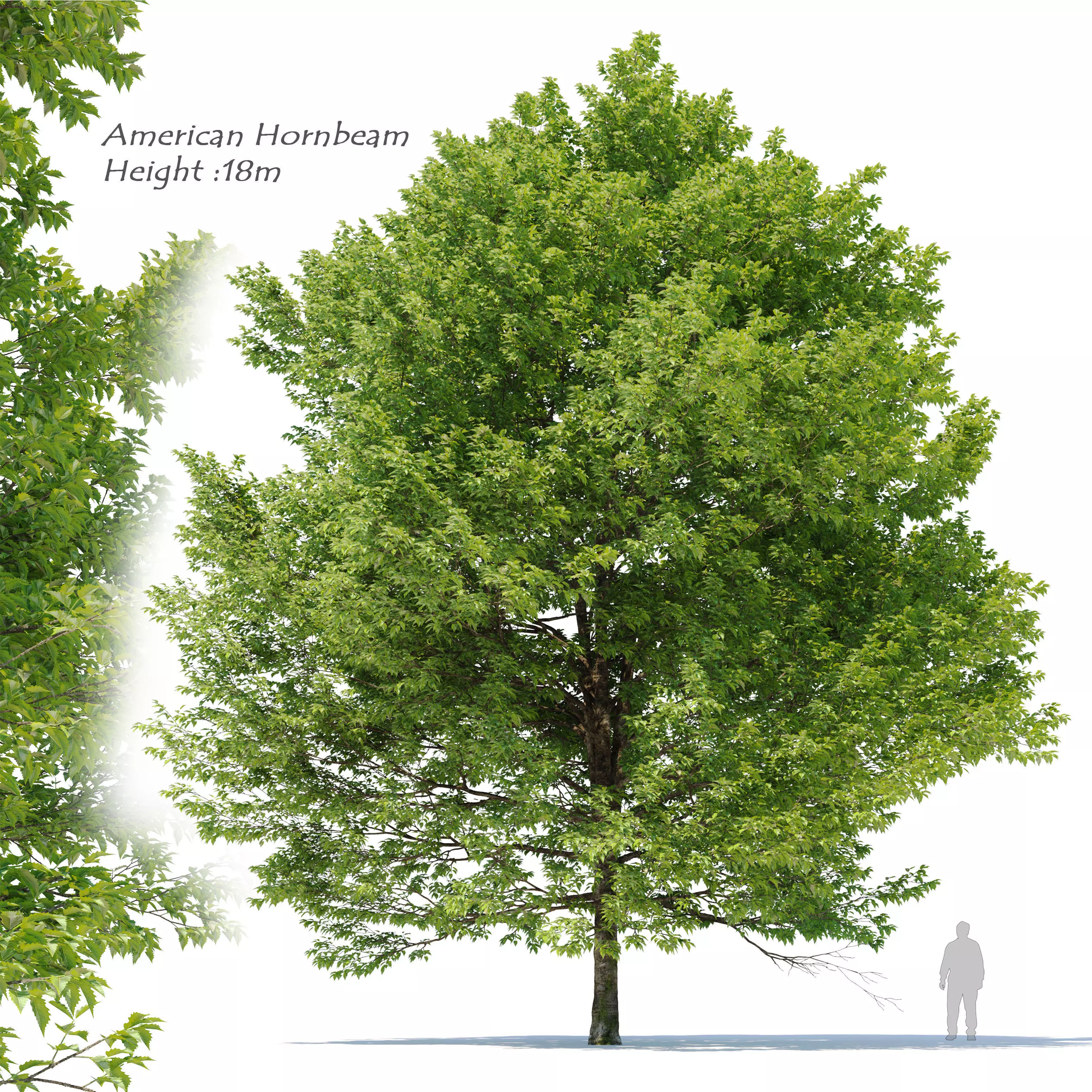 American hornbeam 3D model