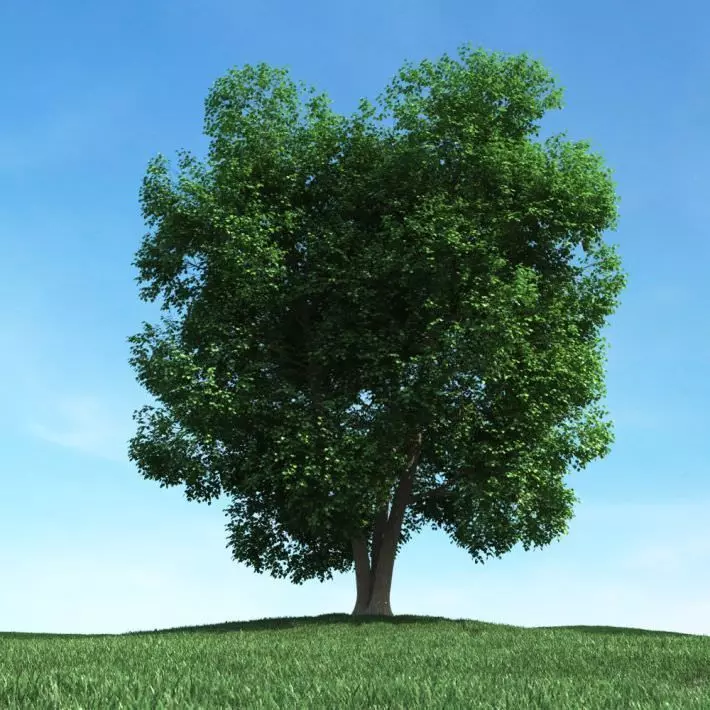 Big Leafy Tree 3D model_0