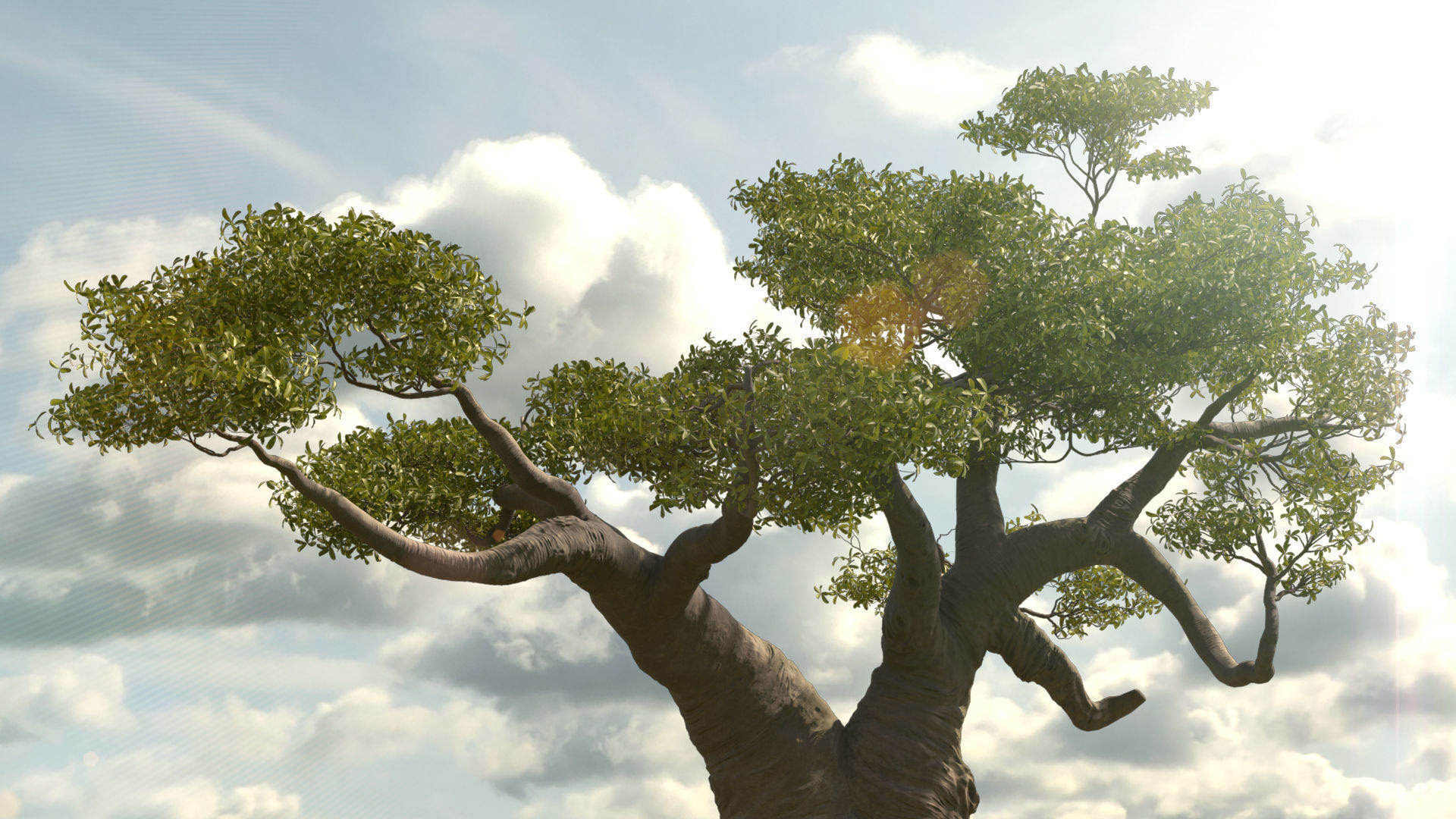 baobab tree  3D model_1