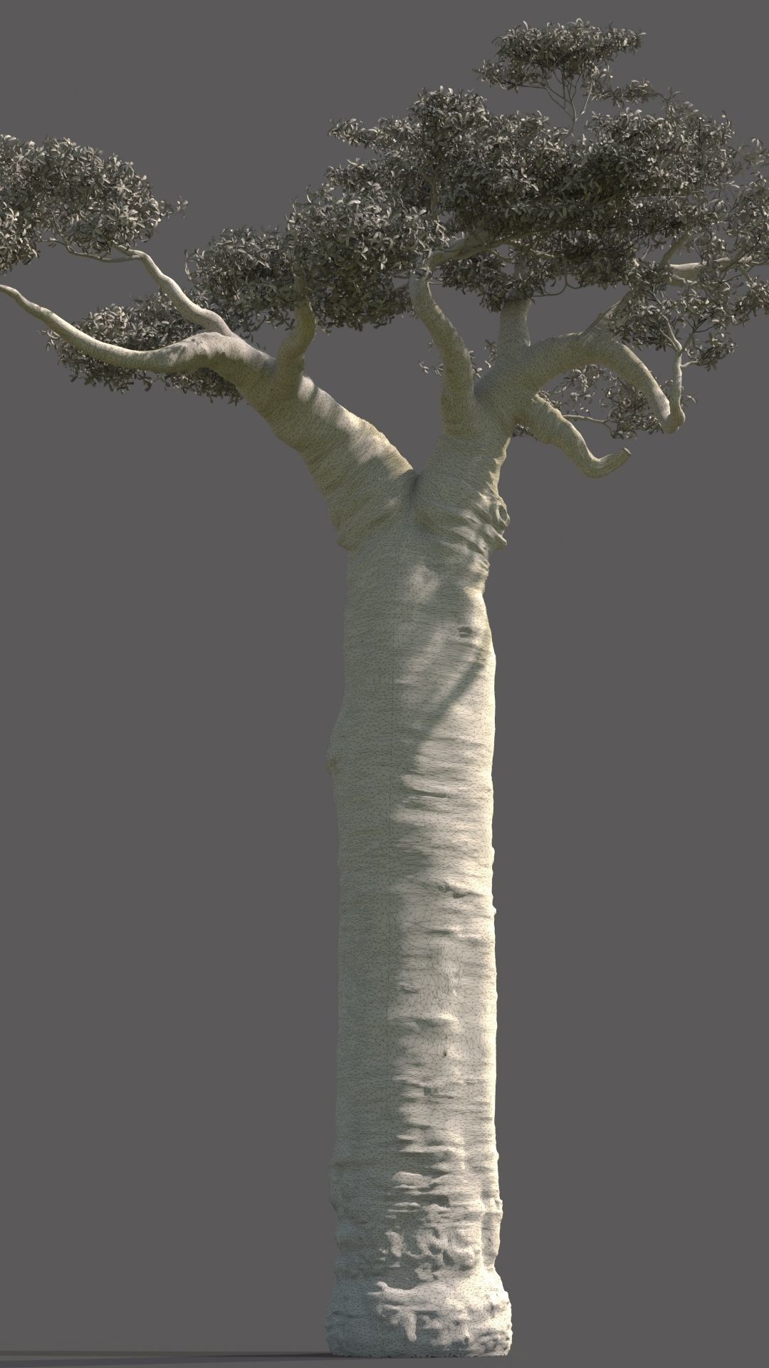 baobab tree  3D model_7