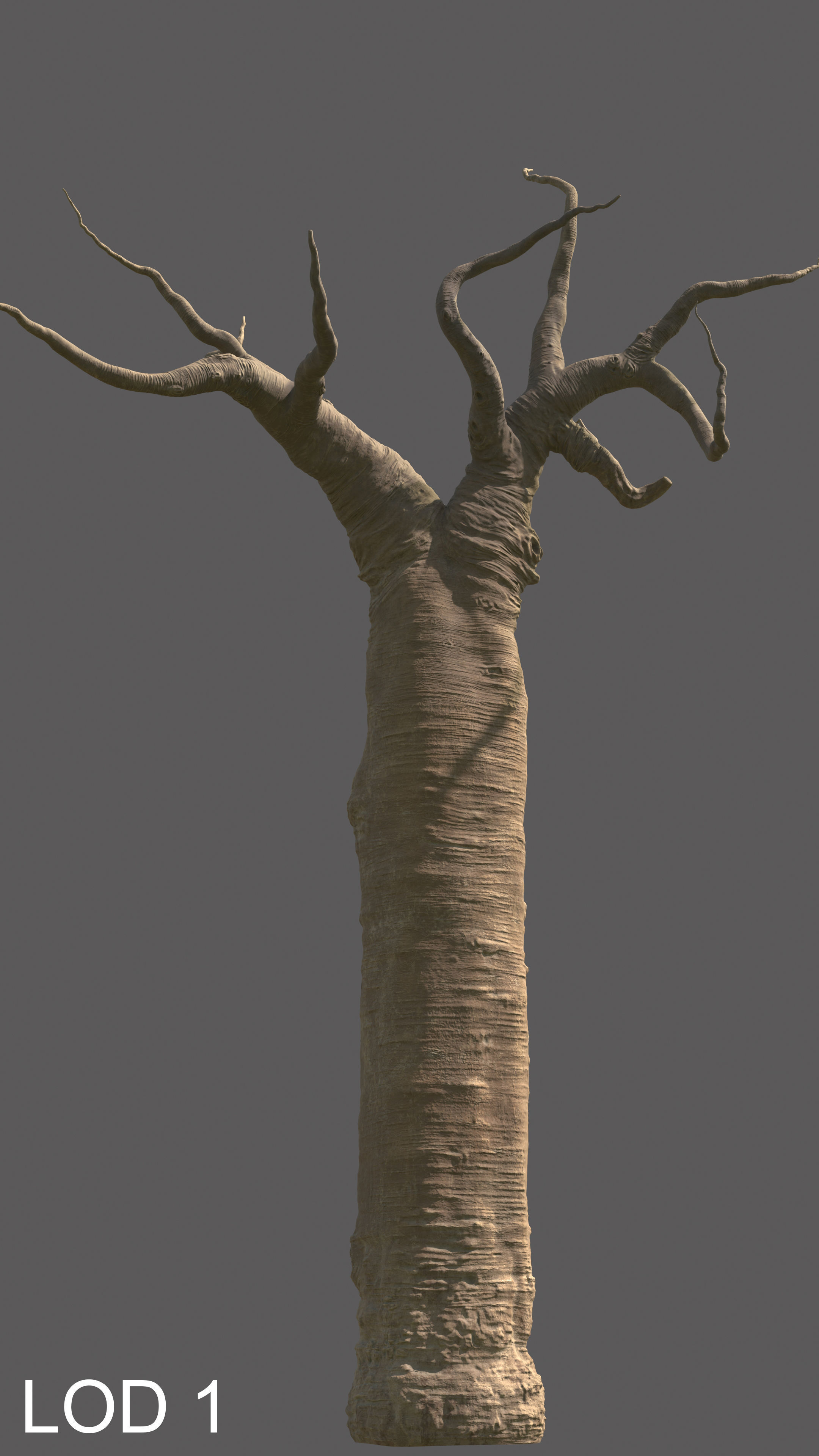 baobab tree  3D model_11