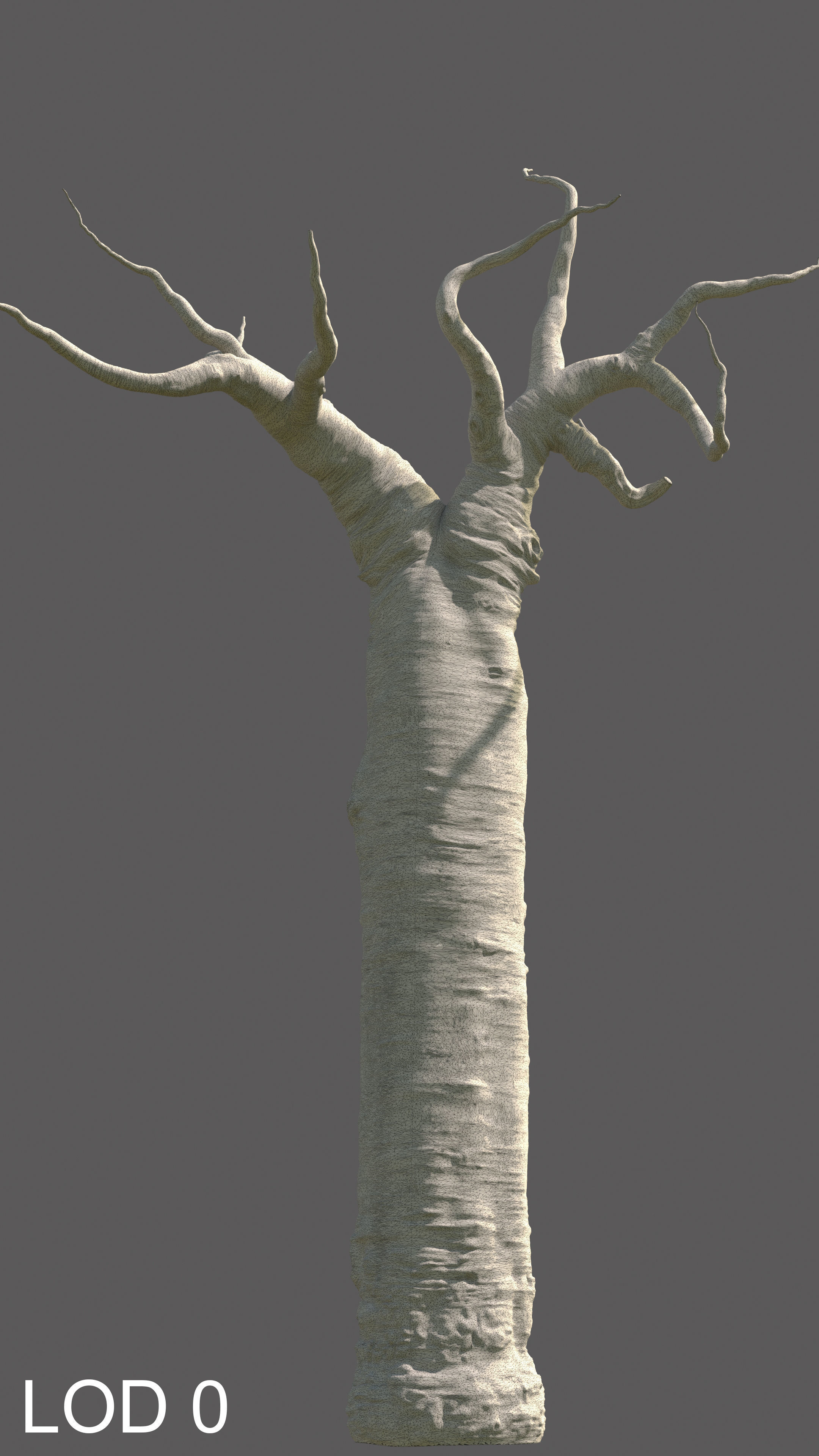 baobab tree  3D model_10