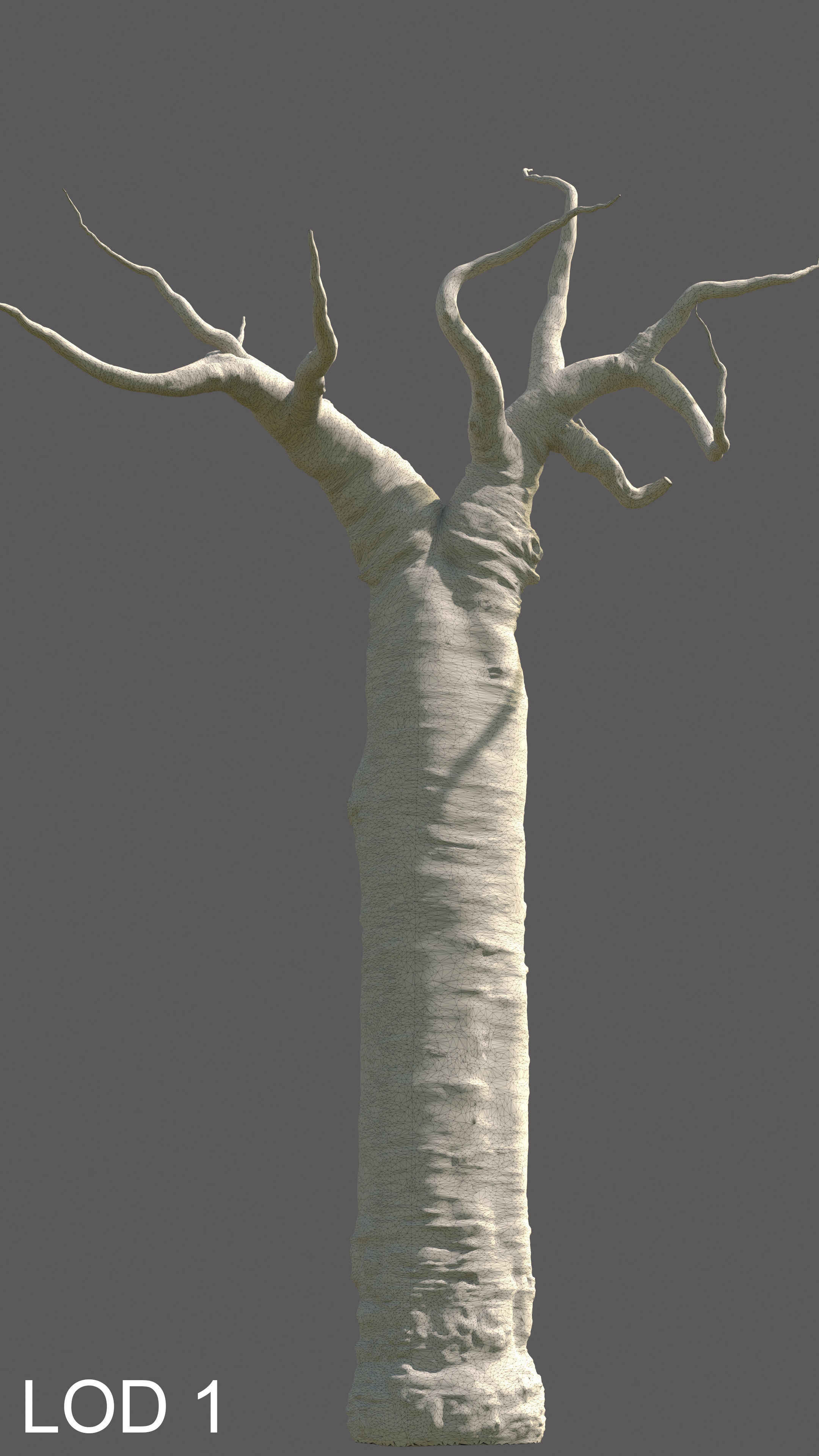 baobab tree  3D model_12