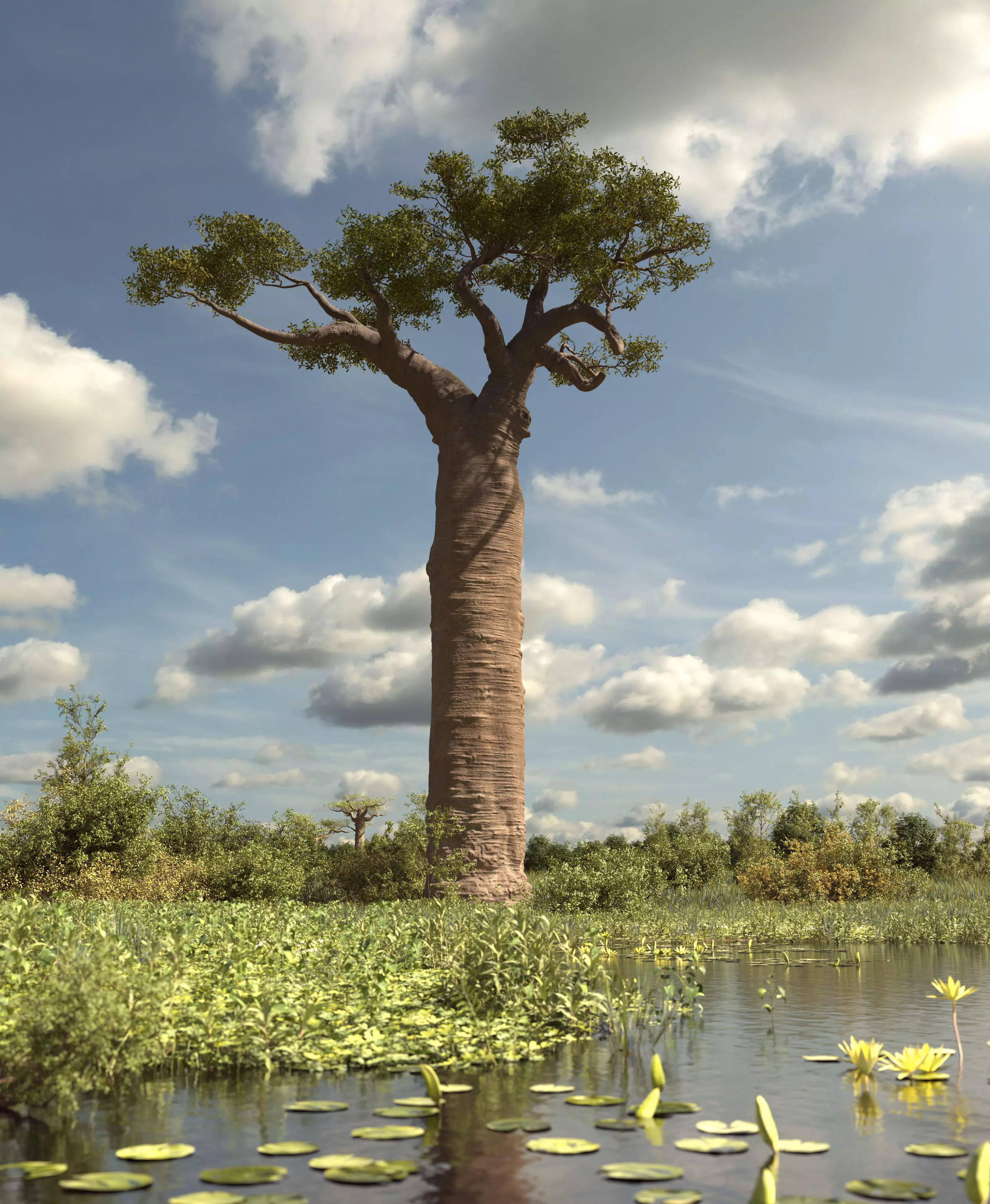 baobab tree  3D model_0