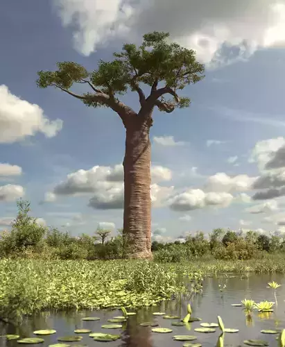 baobab tree 