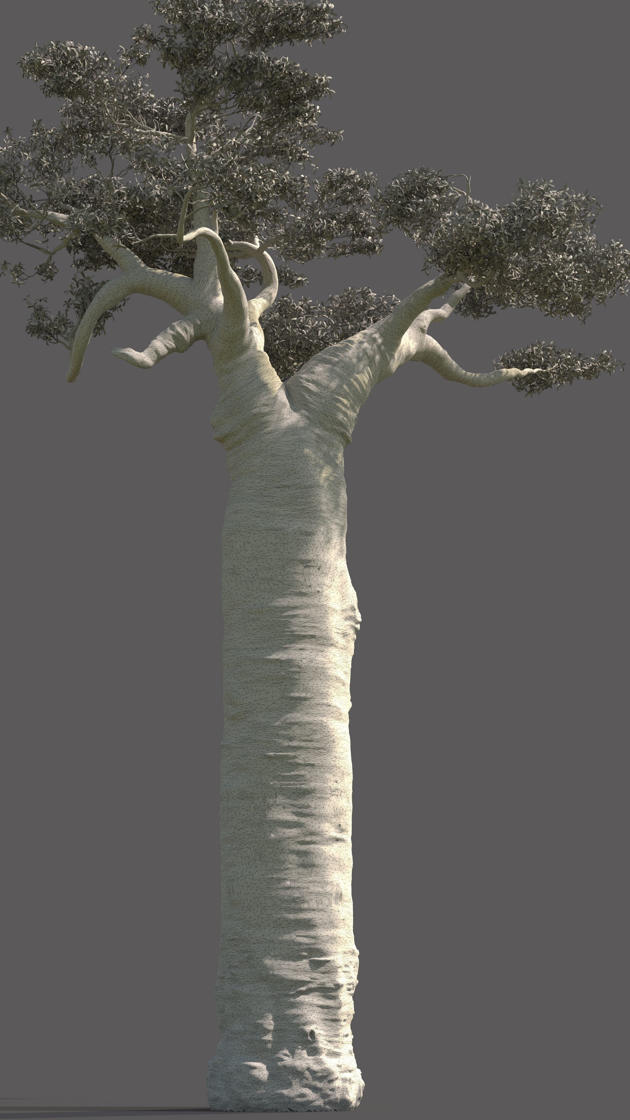 baobab tree  3D model_8