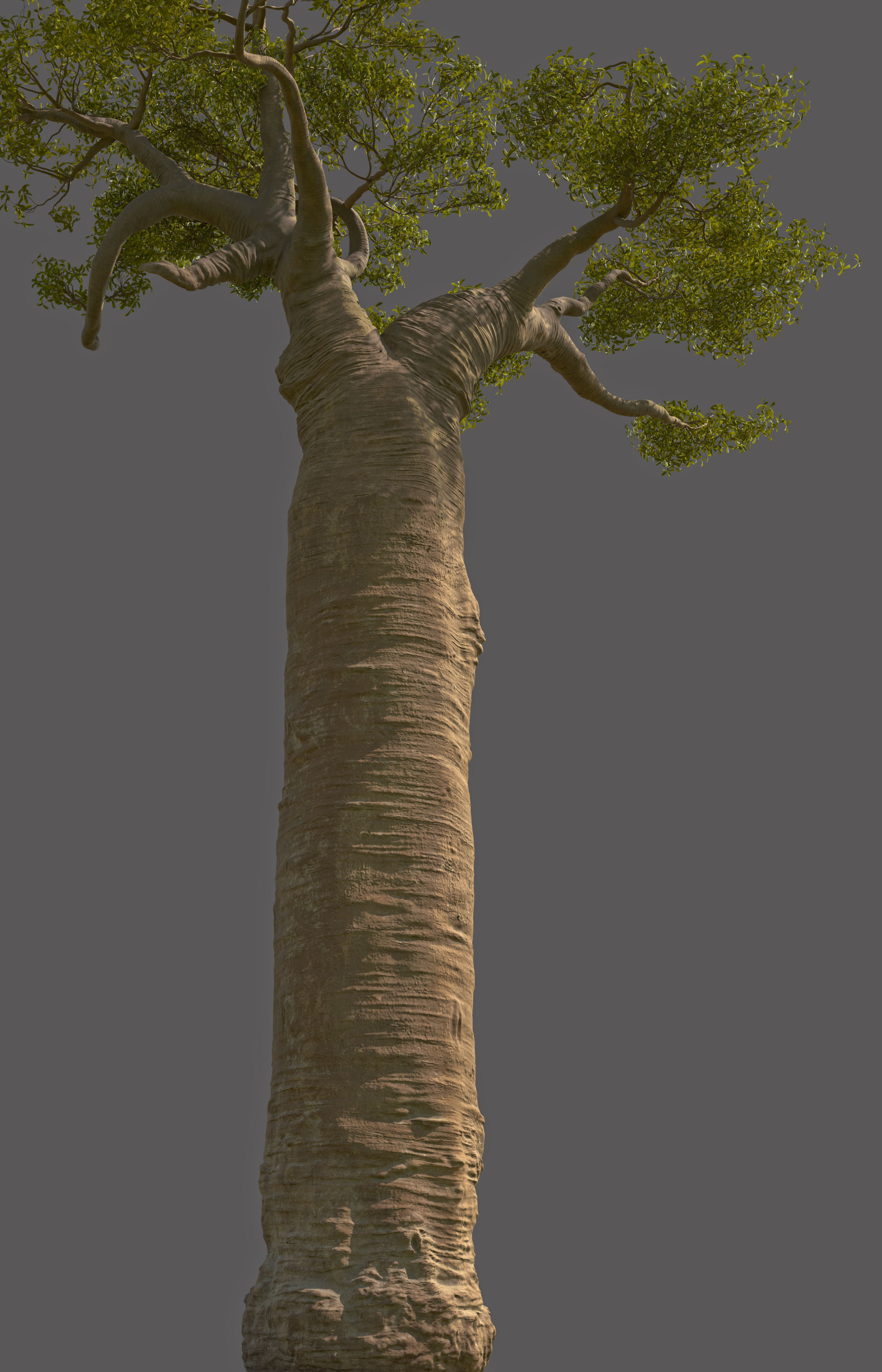 baobab tree  3D model_6