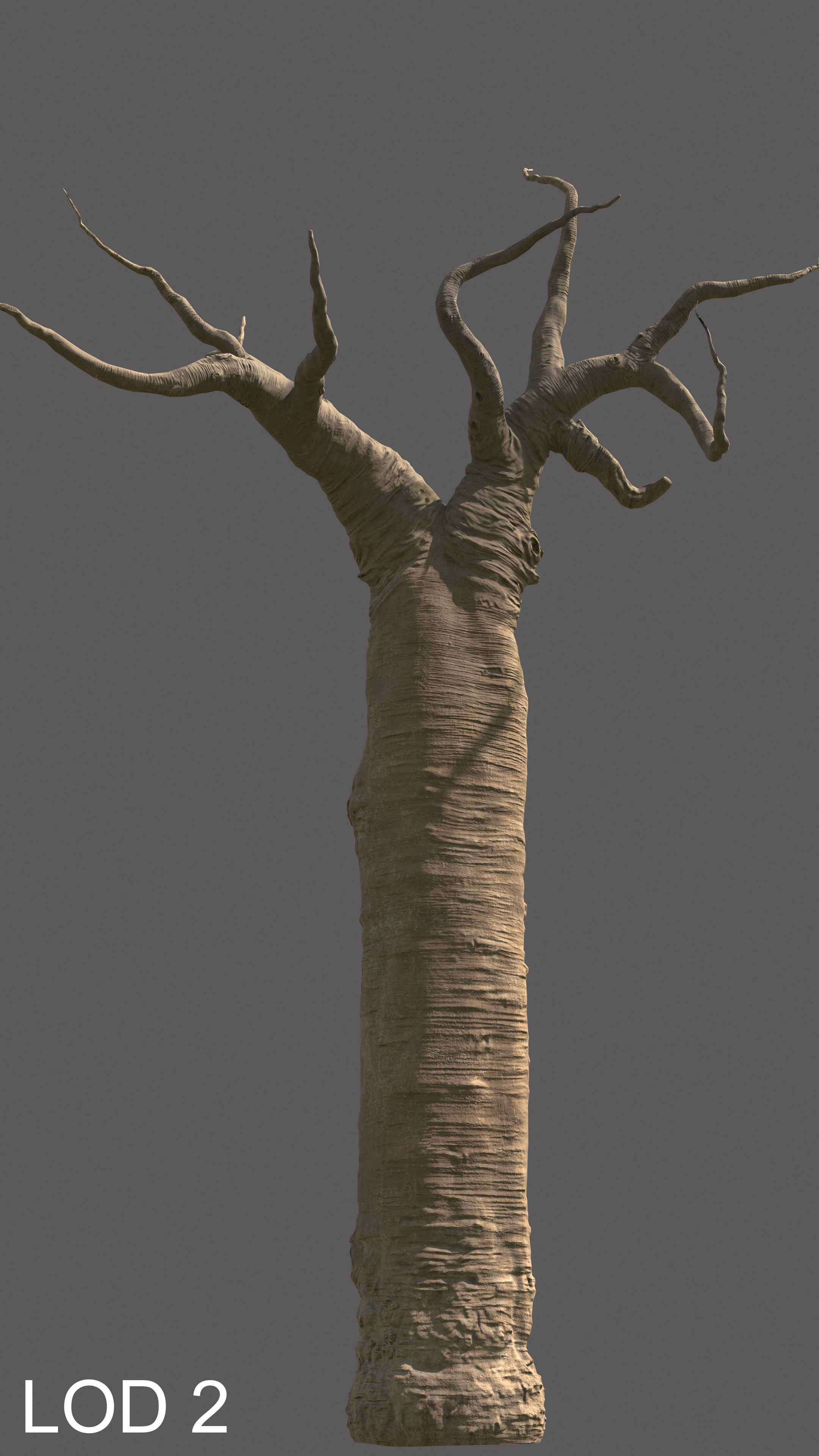 baobab tree  3D model_13
