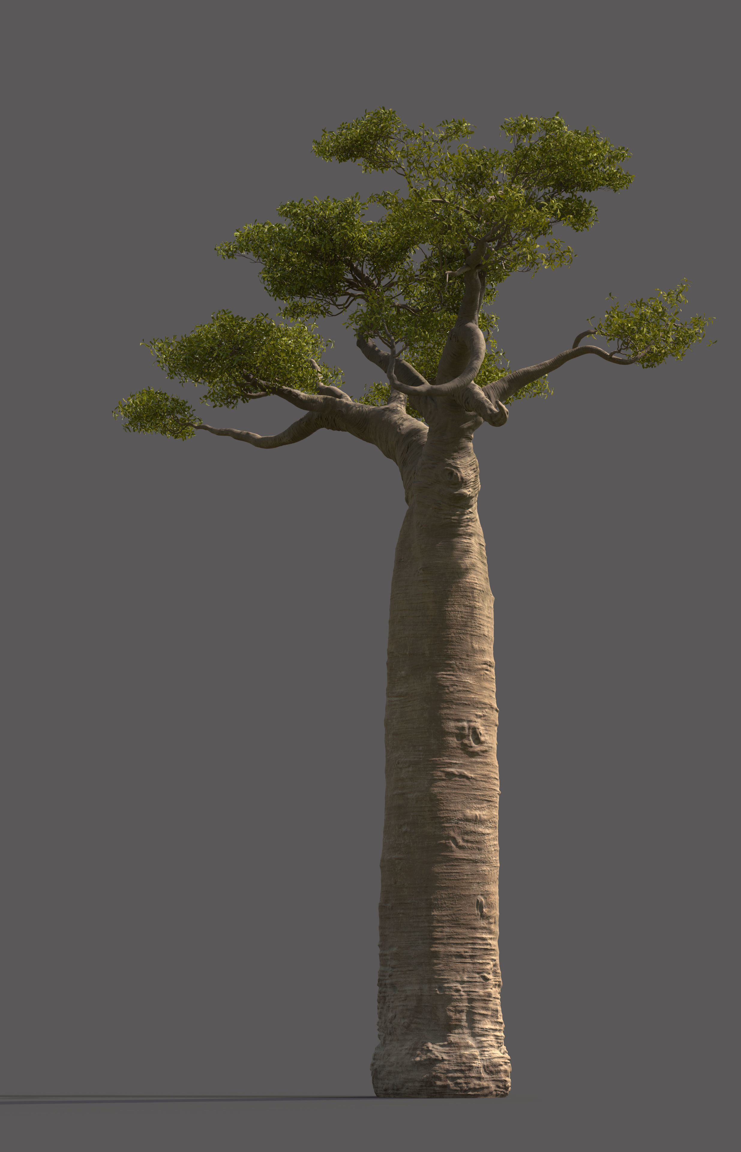 baobab tree  3D model_3