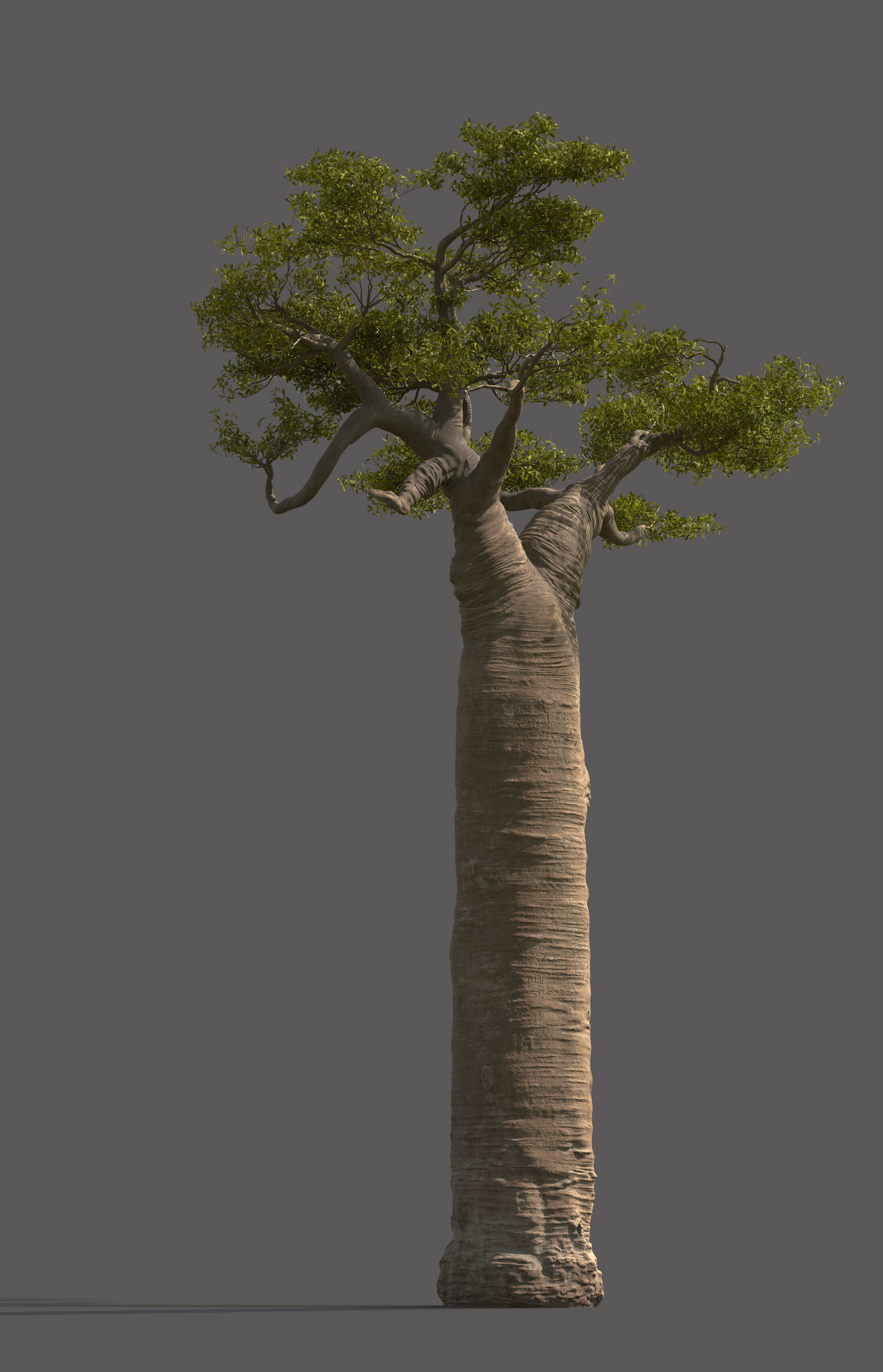 baobab tree  3D model_4
