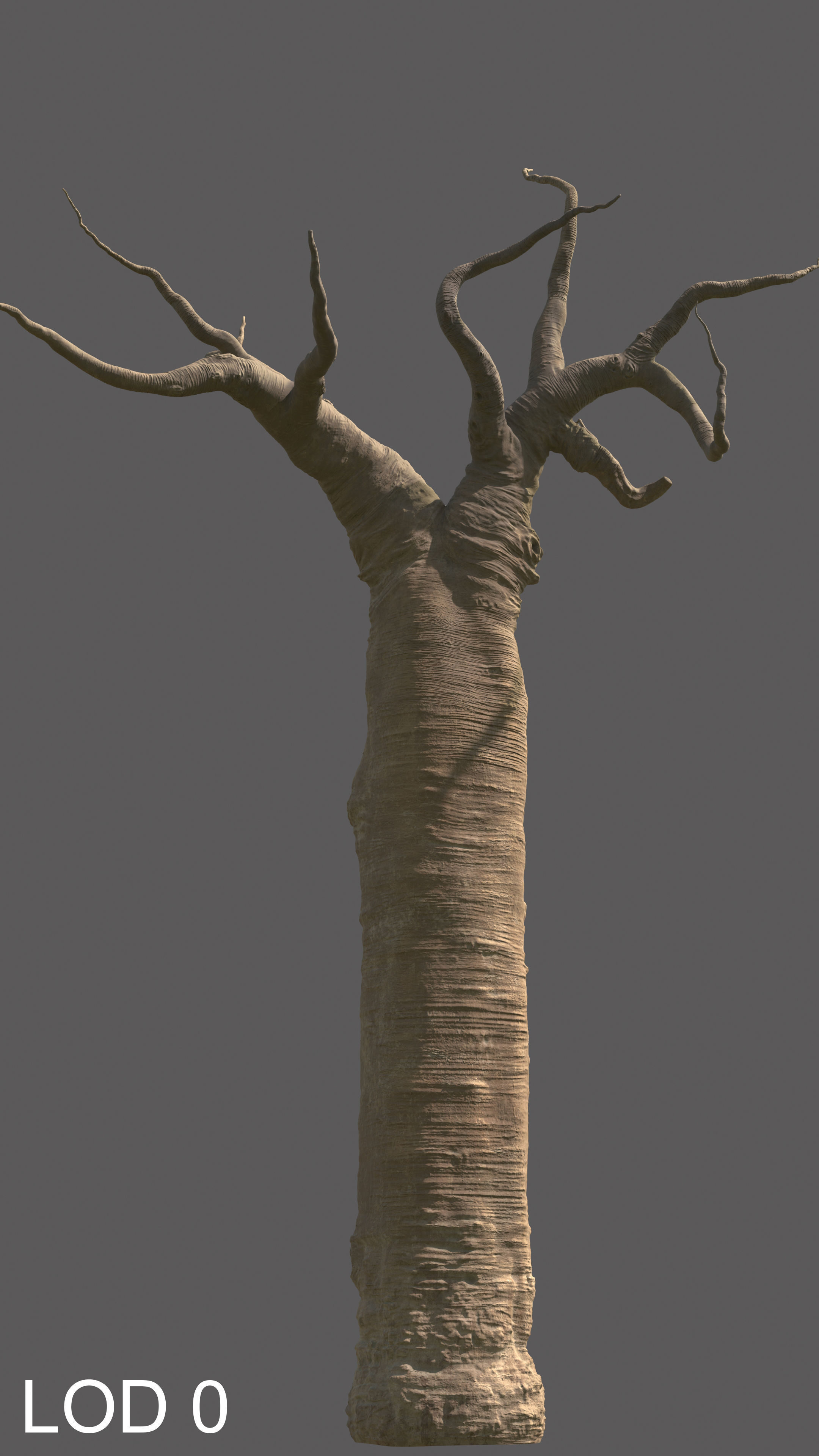 baobab tree  3D model_9