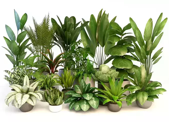 Group green plants 