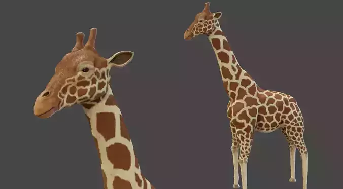 Giraffe