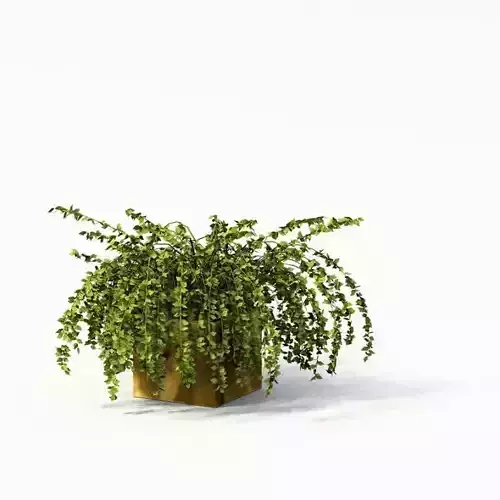 Green Fern Plant With Brown Vase