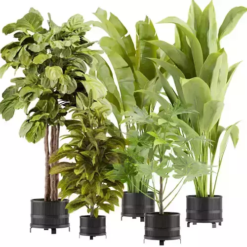 Collection plant vol 373 - indoor - fiddle - banana - Croton  3D model