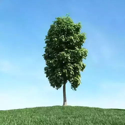Small Tree