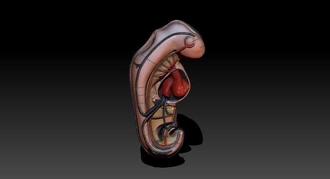 Embryo human uterus 3D print model