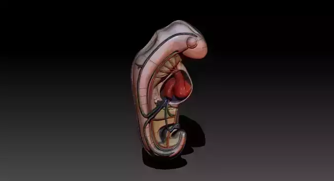 Embryo human uterus 3D print model