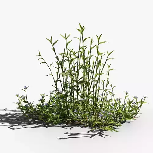 Murdannia loriformis VFX Grace 3D model