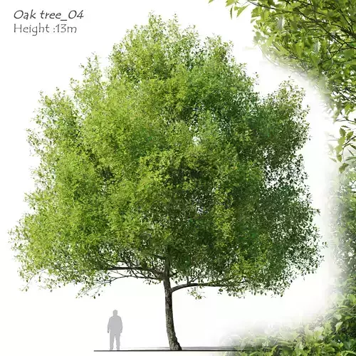 Oak tree 4