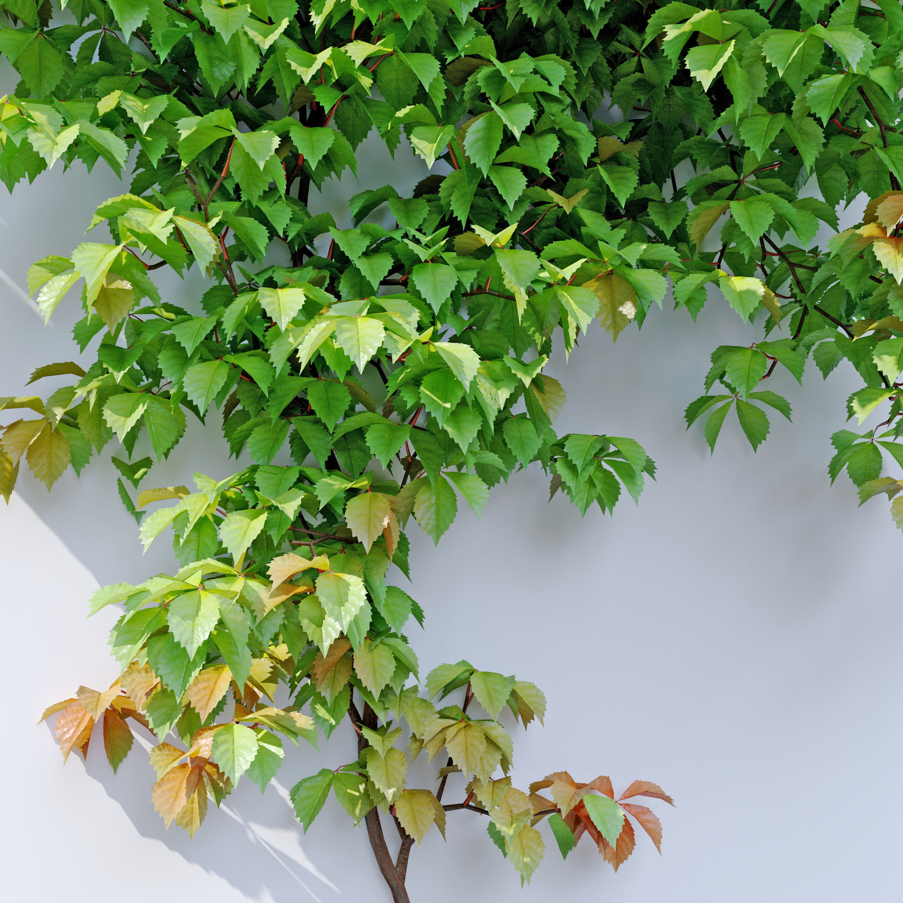 Virginia creeper 3D model_2