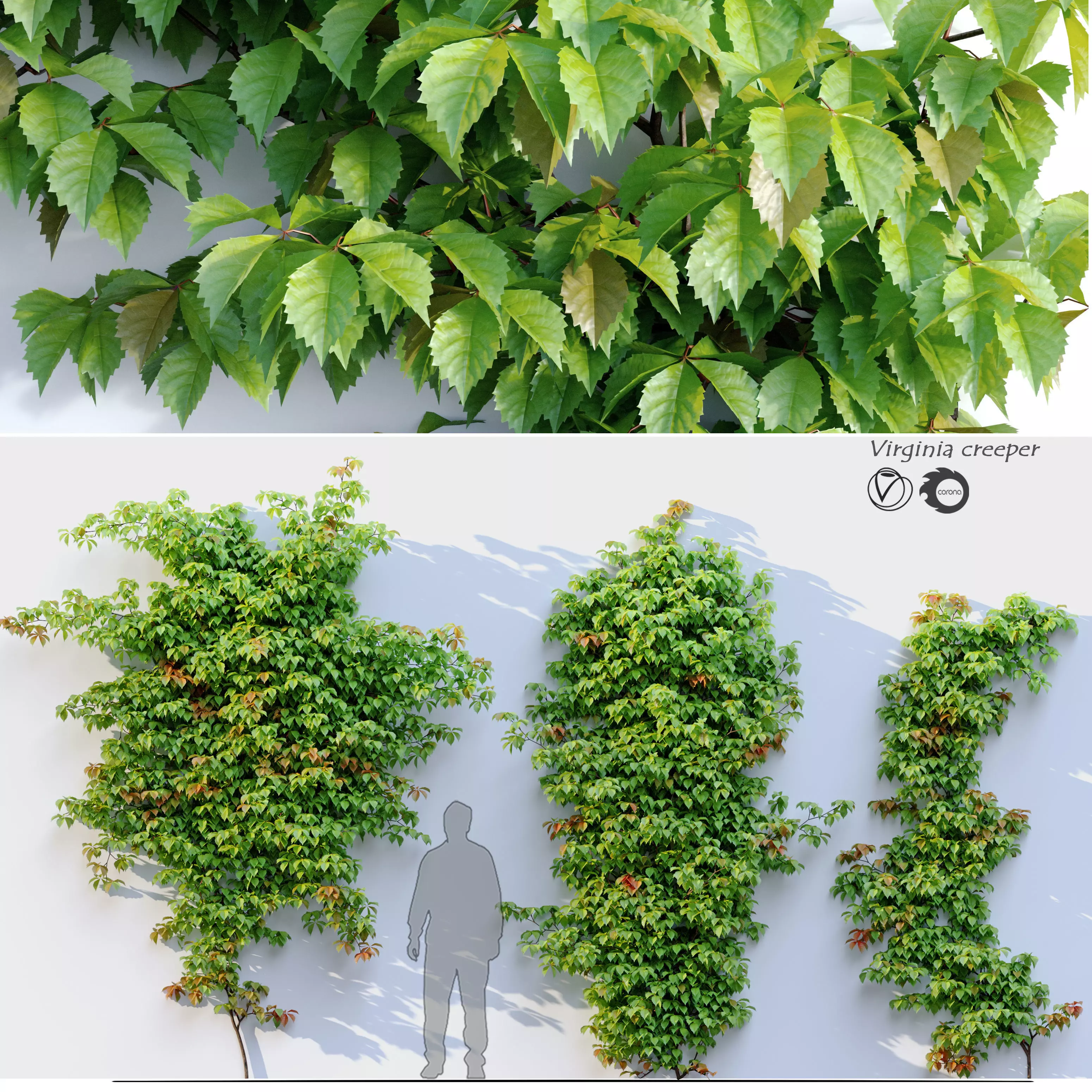 Virginia creeper 3D model_0