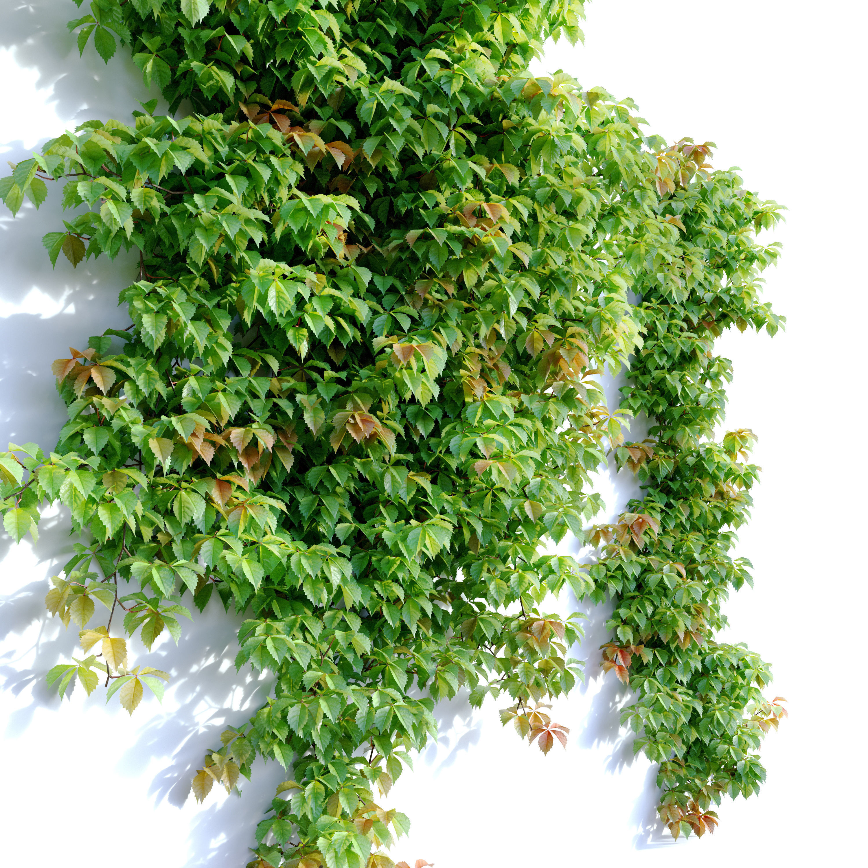 Virginia creeper 3D model_1