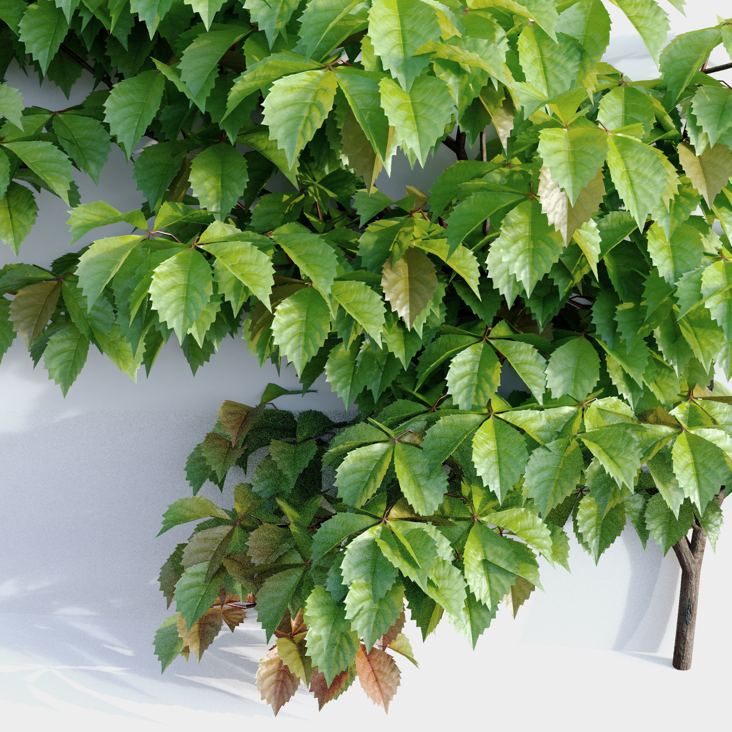 Virginia creeper 3D model_4