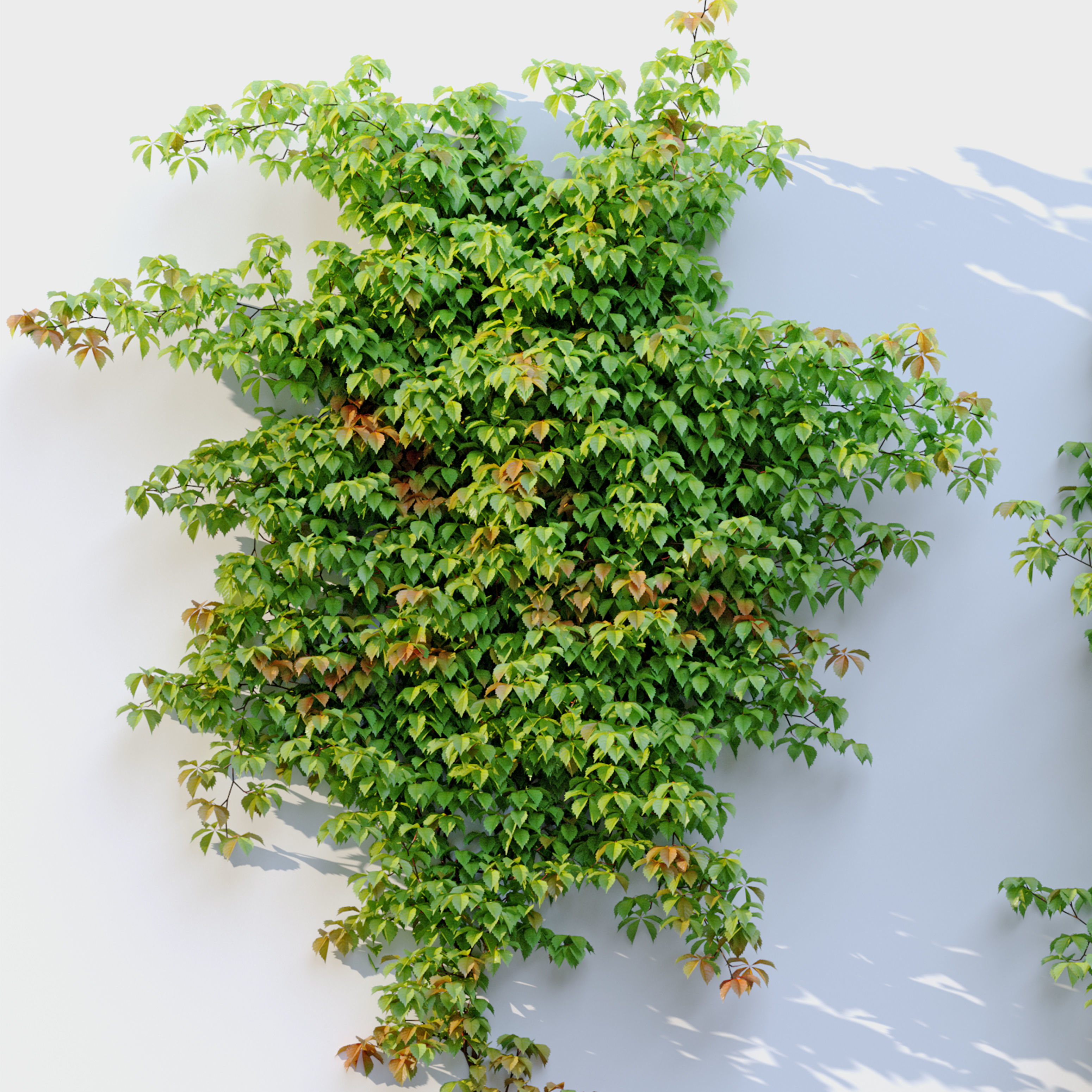 Virginia creeper 3D model_5