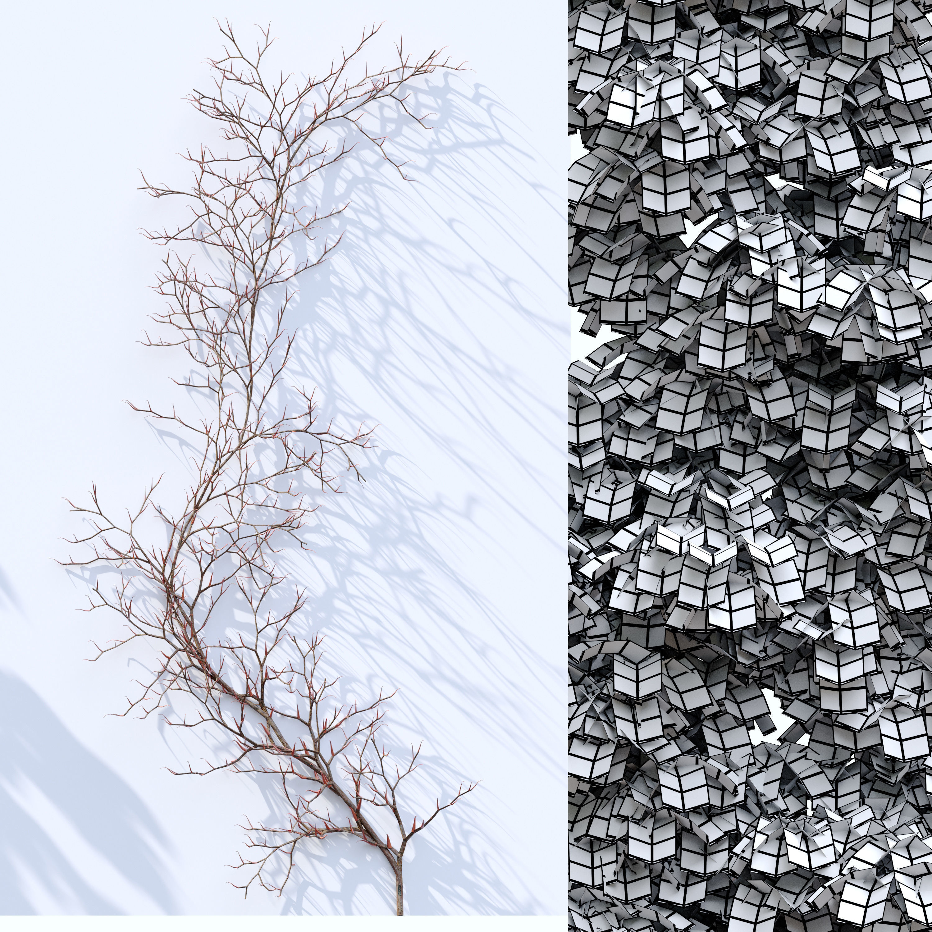 Virginia creeper 3D model_3