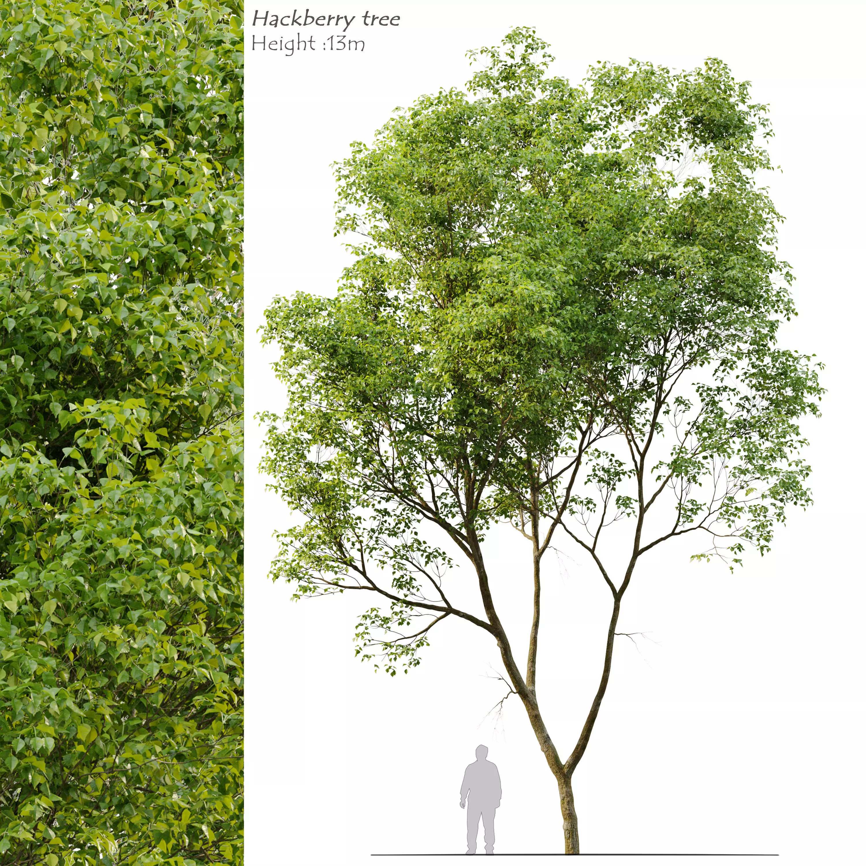 Celtis occidentalis 3D model