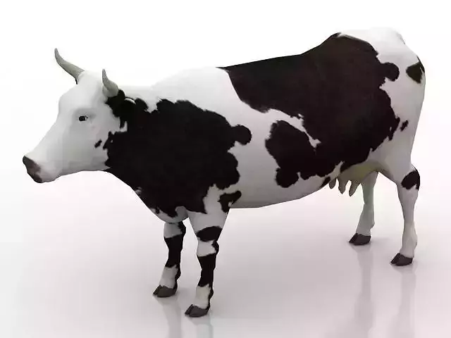cow model