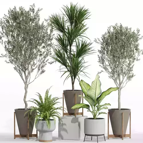 Plants collection 748