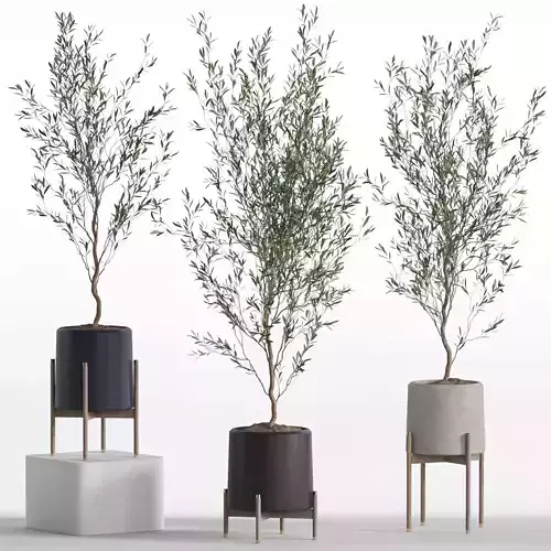 Plants collection 749 3D model