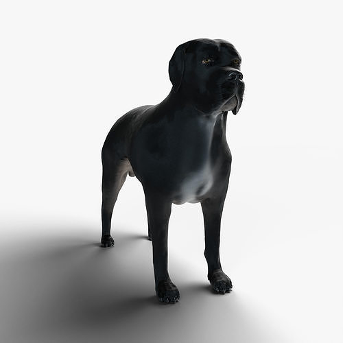 Cane Corso Dog 3D model