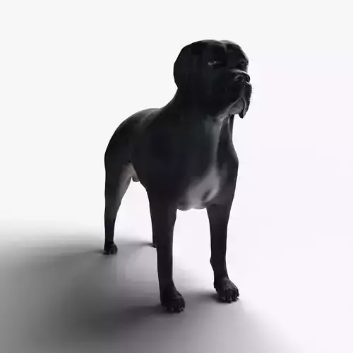 Cane Corso Dog 3D model