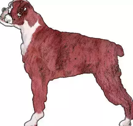 dog side view  3D model