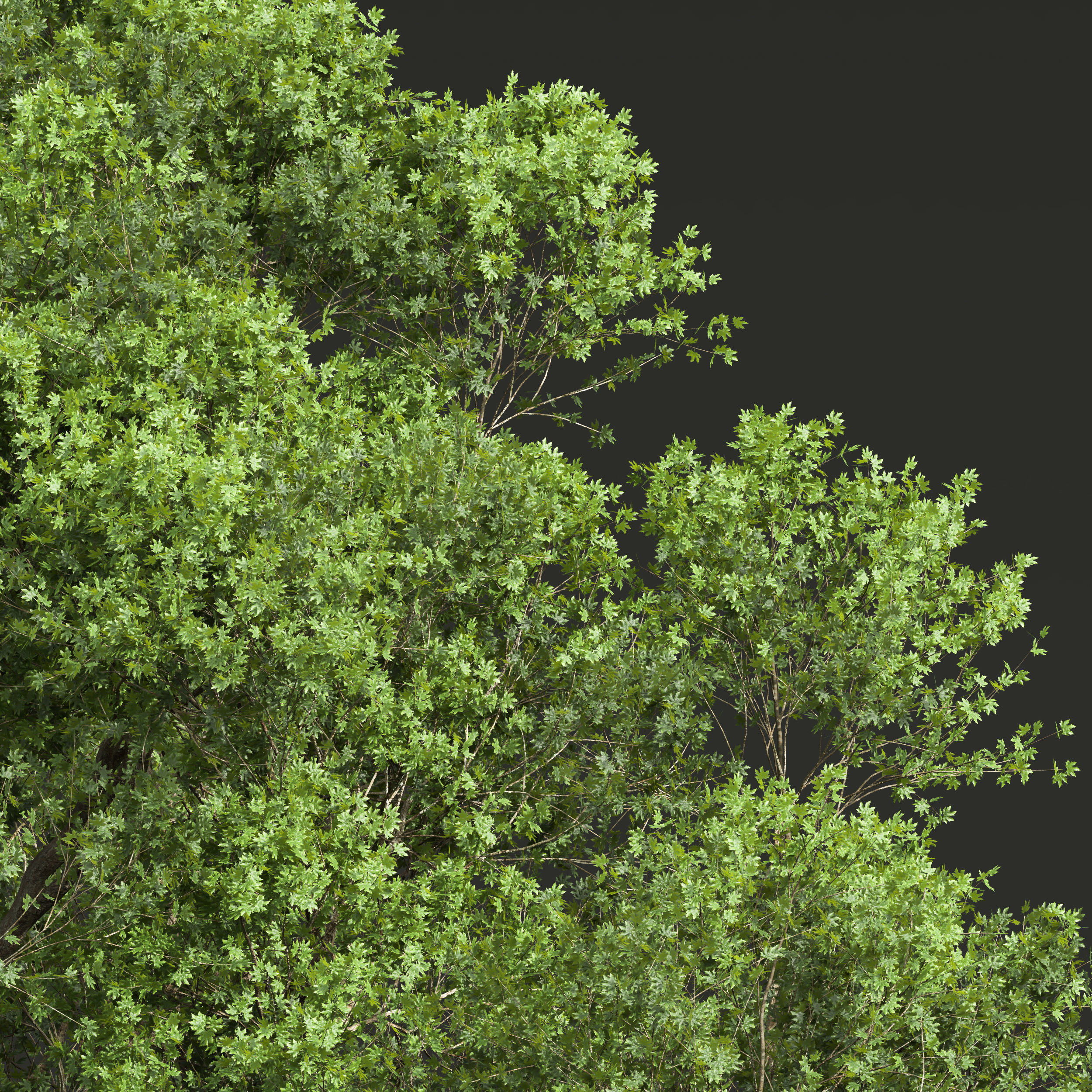 Acer Pseudoplatanus and Acer Saccharinum Summer 3D model_1