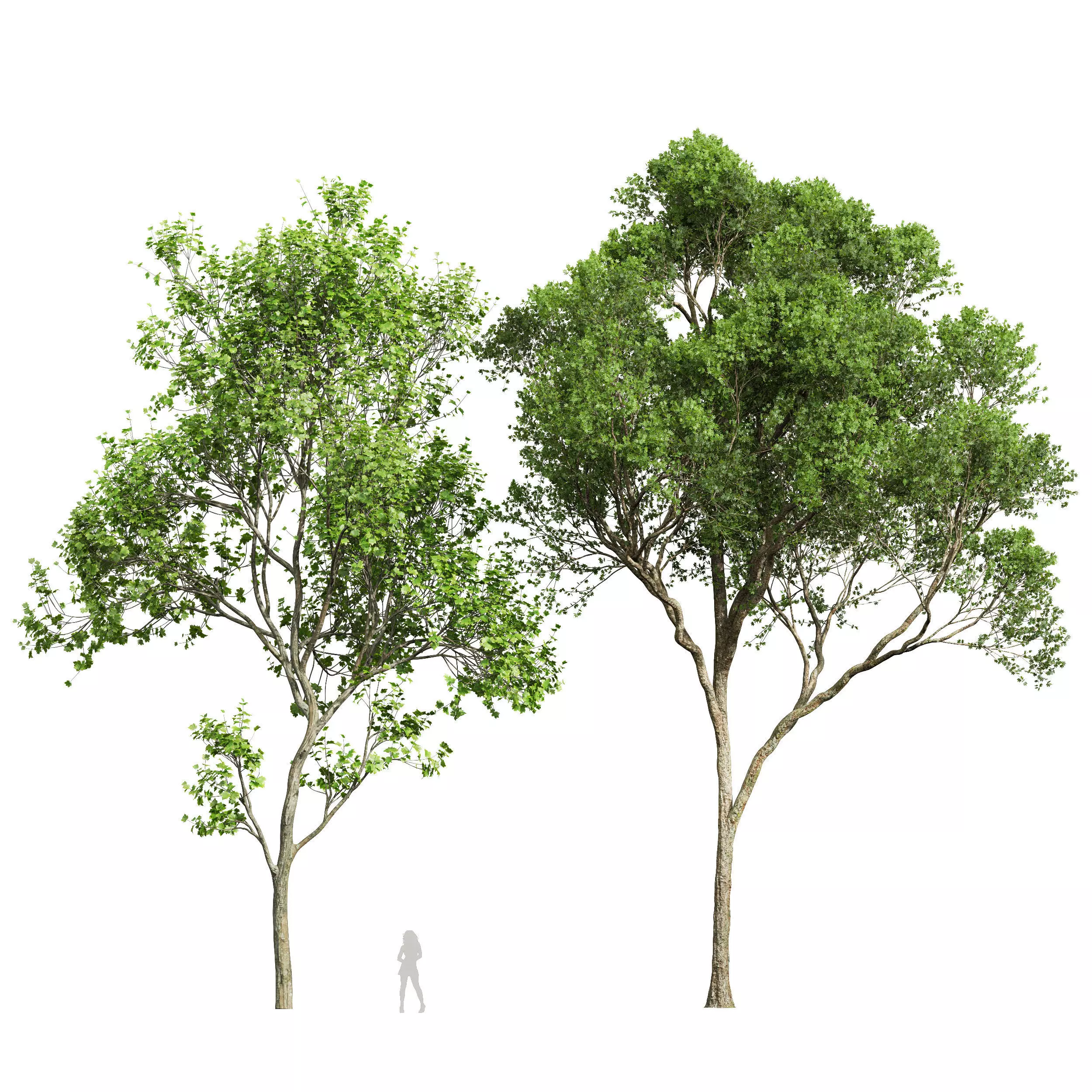 Acer Pseudoplatanus and Acer Saccharinum Summer 3D model_0