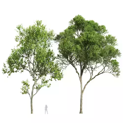 Acer Pseudoplatanus and Acer Saccharinum Summer 3D model