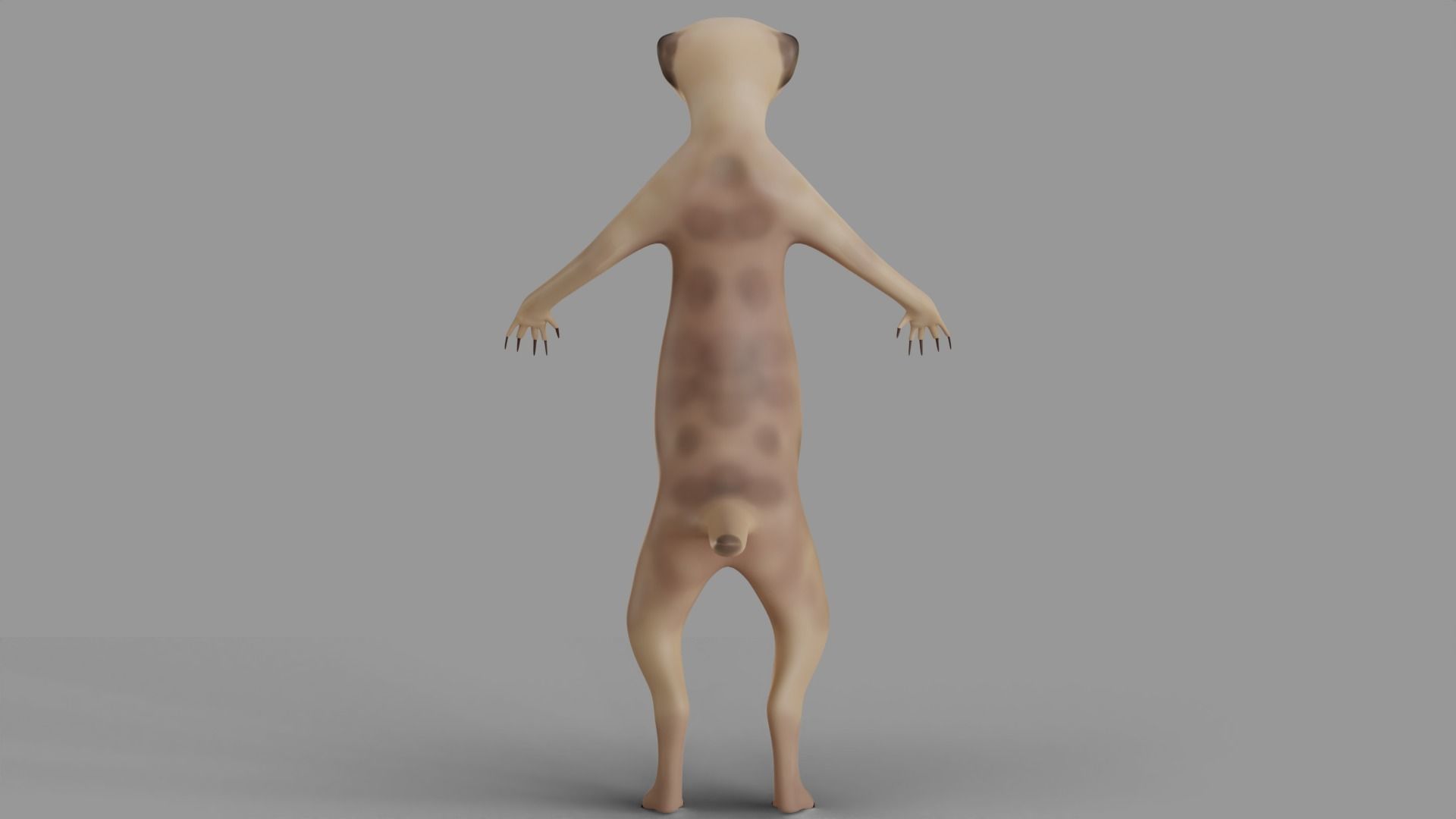 Suricata meerkat 3D model_5