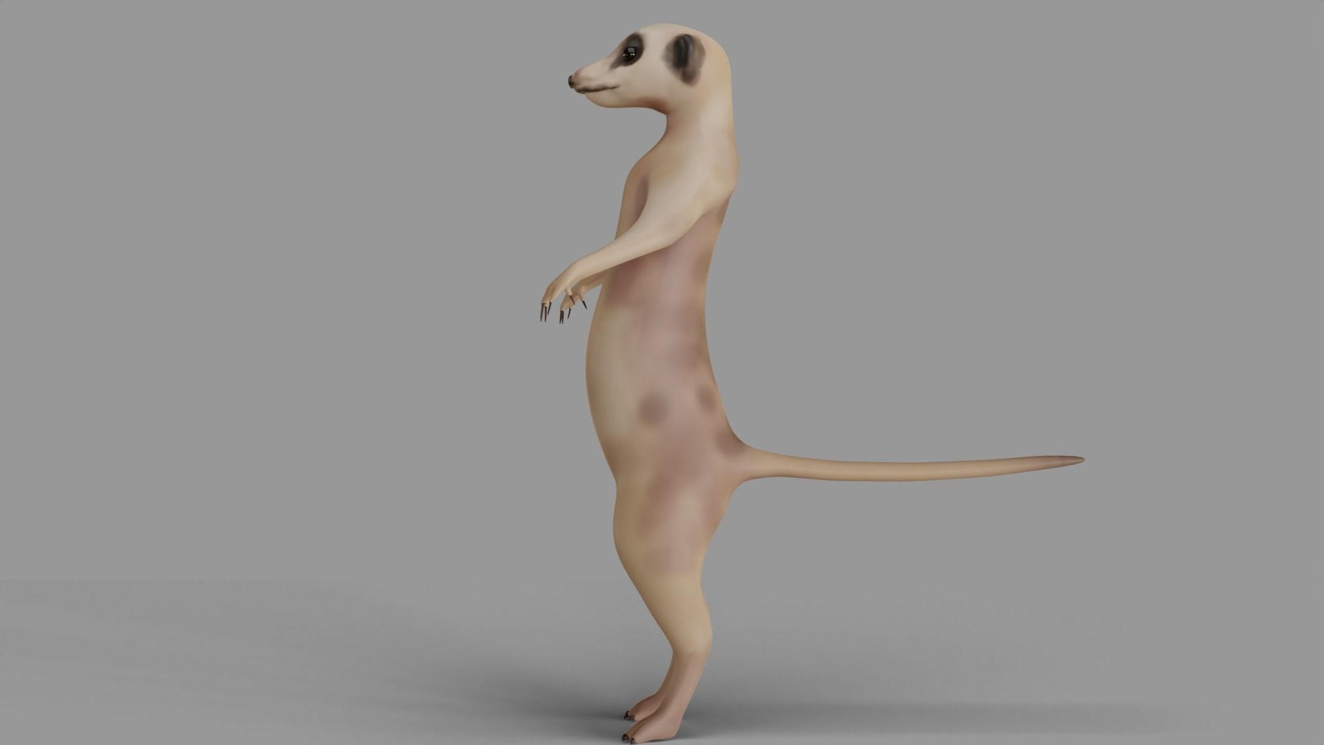 Suricata meerkat 3D model_3