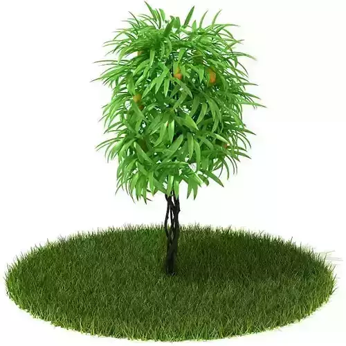 Very Green Leafy Tree