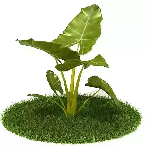 Plant   Small Shrub Leaves