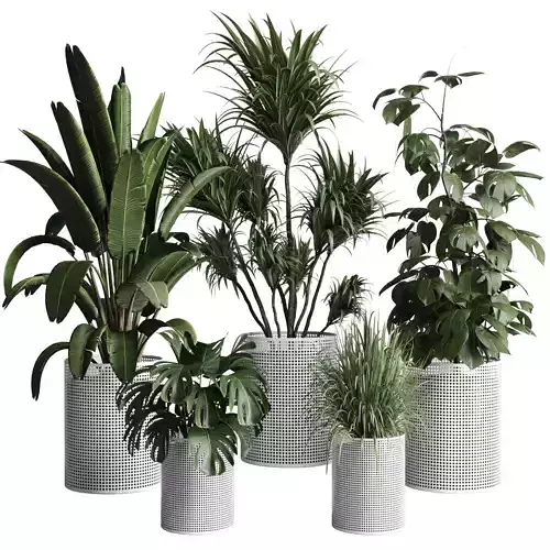 indoor plant palm monstera ravenala in mesh metal pots